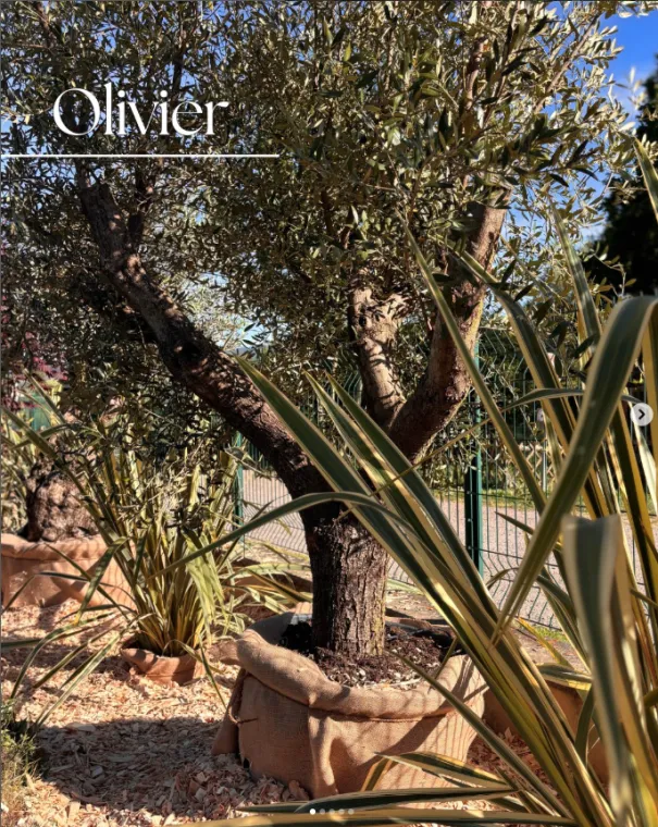 Plantation de végétaux pour apporter du caractère dans vos jardins à Annecy, Annecy, TERR'PAYSAGE