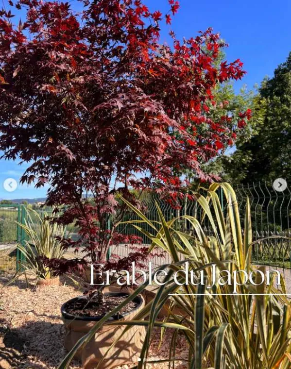 Plantation d'un Érable du Japon pour sublimer votre jardin à Annecy, Annecy, TERR'PAYSAGE