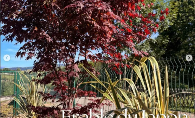 Plantation de végétaux pour apporter du caractère dans vos jardins à Annecy, Annecy, TERR'PAYSAGE