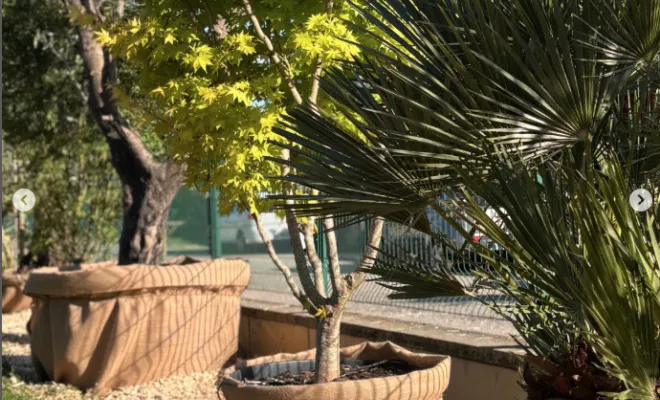 Plantation de végétaux pour apporter du caractère dans vos jardins à Annecy, Annecy, TERR'PAYSAGE